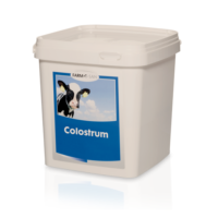 colostrum_calf